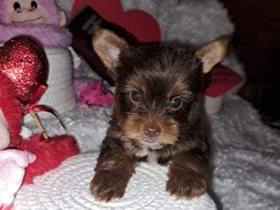 Yorkie male 3
