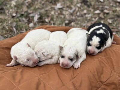 Samusky Litter in MN (Samoyed x Husky)