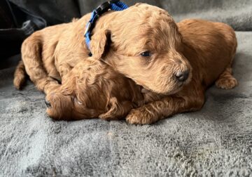 Medium Goldendoodles For Sale