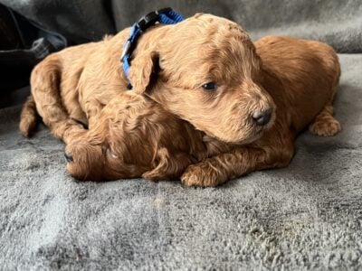 Medium Goldendoodles For Sale