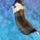 AKC Rough collies ready for homes April 10th 2025