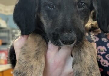 German Shepadoodle Puppy