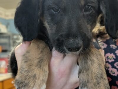 German Shepadoodle Puppy