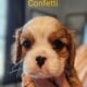 Cavalier King Charles Spaniel