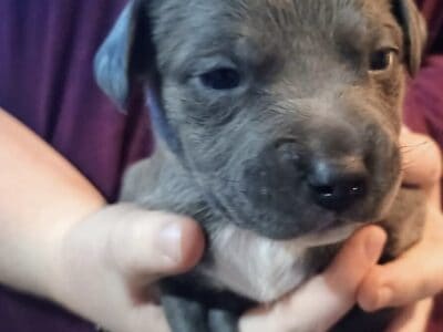 American Pitbull terrier puppies