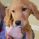 AKC Golden Retriever Puppies