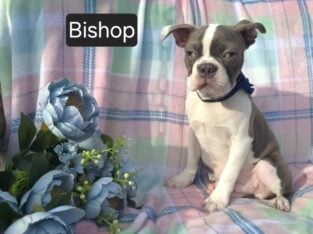 “Bishop”