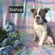 $500 THIS WEEKEND ONLY “Bishop”