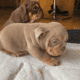 English Bulldog puppys