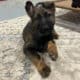 German shepherd puppies