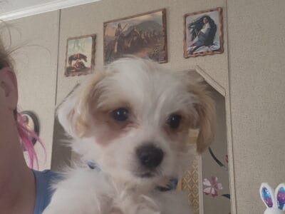 Last pup