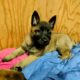 3 Female puppies