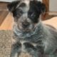 Australian cattle puppies
