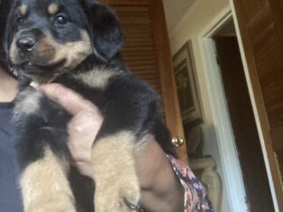 GERMAN ROTTWEILER PUPPY