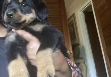 GERMAN ROTTWEILER PUPPY