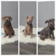 American Bully Puppies