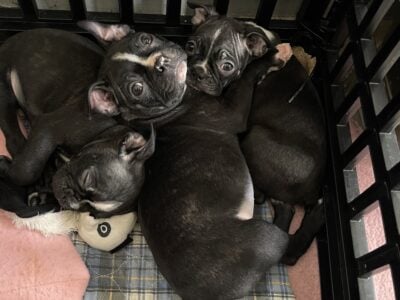 Boston Terrier puppies