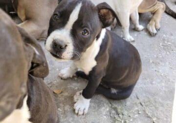 Male pitbull pups