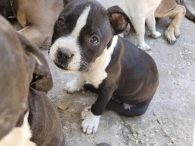 Male pitbull pups