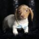 Reggie ACA Mini Dachshund