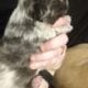 Blue merle fluffy French bulldog puppy