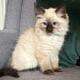 TICA Seal Colorpoint Male (blue collar)