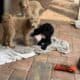 Labradoodle/Goldendoodle- Double Doodle puppies