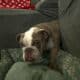 Rare AKC Lilac Micro Bulldog – Available for Adopt