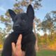 AKC German Shepherd Puppies