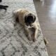 English Mastiff Puppies