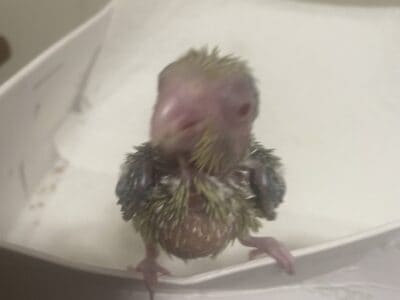 Parrotlets Baby Handfed Tame Pied