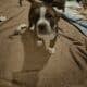 8 week old XXL Bully/ Pit mix puppies