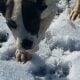Daniff puppy’s 4sale