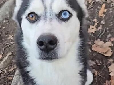 3 year old Siberian Husky