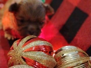 AKC Shihtzu