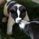 American Akita puppies
