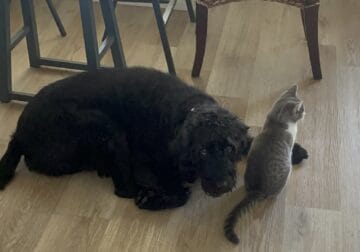rehome kitty