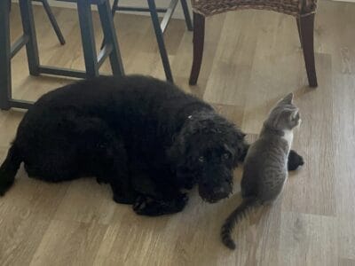 rehome kitty
