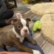Cupid, handsome male boston terrier