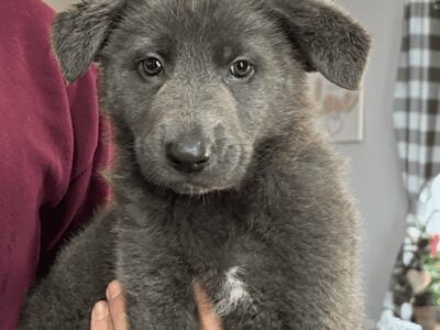 CKC Registered Blue Long Haired GSD Female