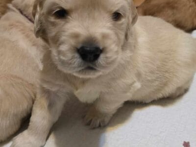 Golden Retrievers
