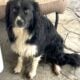 Rehoming 2 Border Collie Puppies