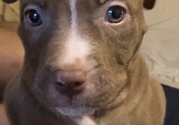 Old family red nose puppies