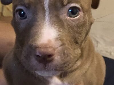Old family red nose puppies