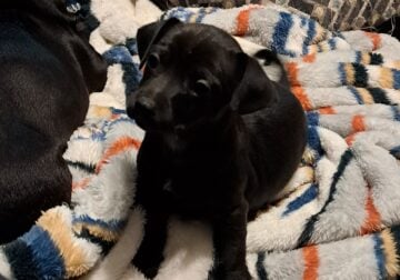 Male Yorchineenie Puppies