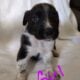 Pit mix