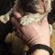 Blue merle fluffy French bulldog puppy