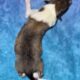 AKC Rough collies ready for homes April 10th 2025