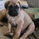 English Mastiff puppies