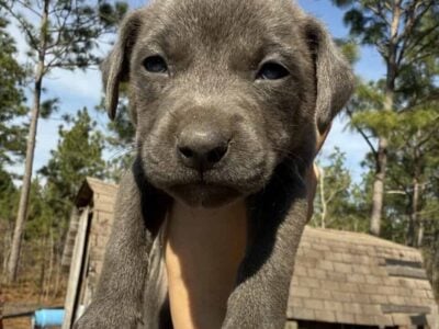 Puppies